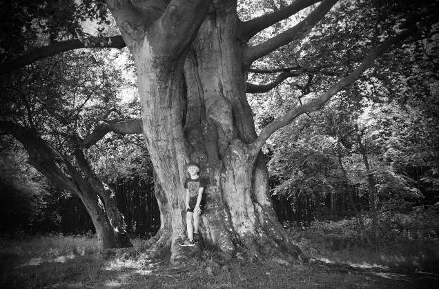 Herman foran den danske nasjonalbøken - et gammelt stort tre på Langelands østkyst